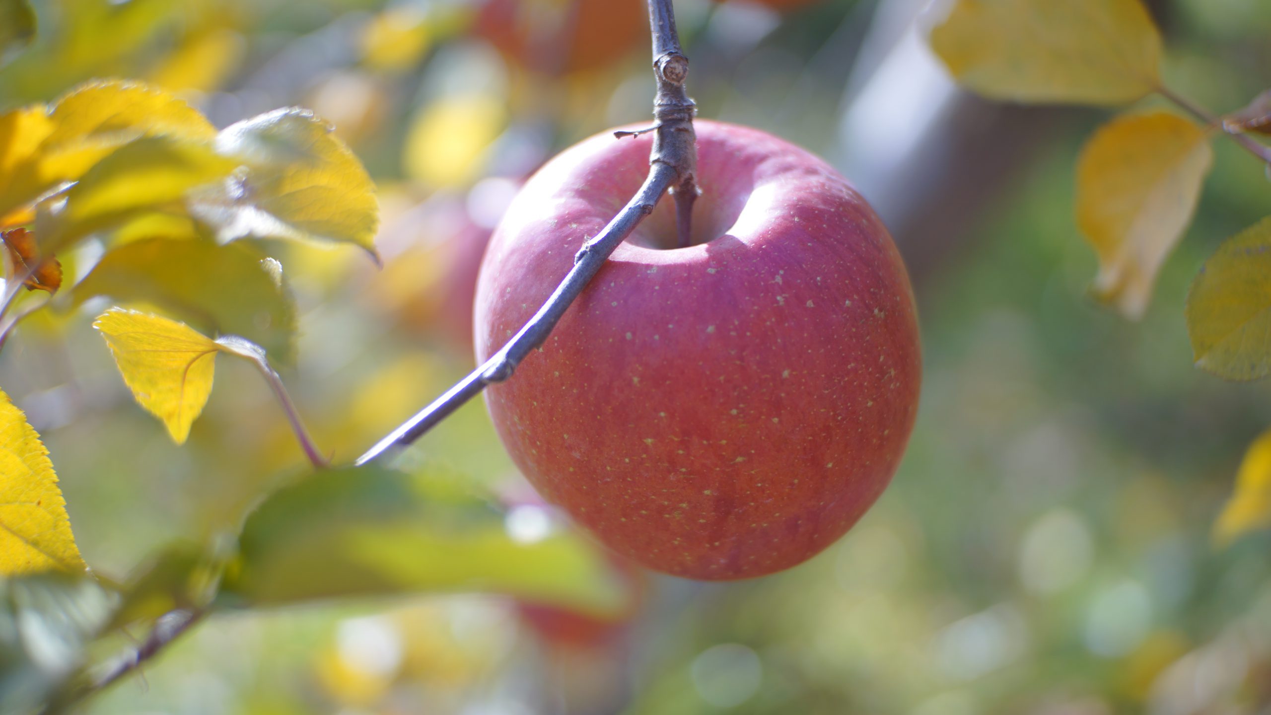 完熟りんご（サンふじ） - たてしなップル